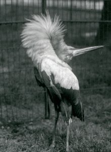 1925年7月、ロンドン動物園でアップダウンディスプレイを行うコウノトリコウノトリ