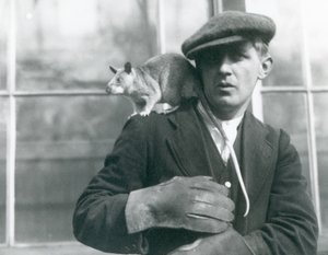 1924年にロンドン動物園で飼育されていたマダガスカルのジャイアントラット