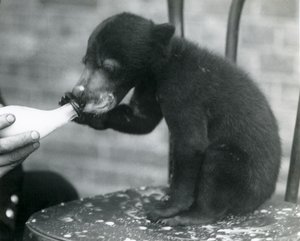 1920年代のロンドン動物園で飼育員に哺乳されている間、椅子に座っているマレーまたはサンクマの子 作： Frederick William Bond
