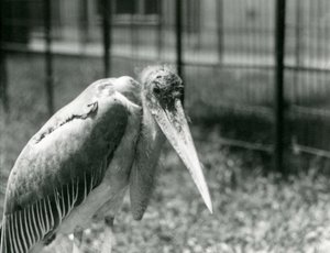 1928年9月にロンドン動物園の囲いに立っているコウノトリ