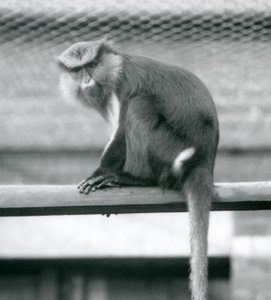 1925年9月にロンドン動物園の囲いの横棒に座っているモナモンキー
