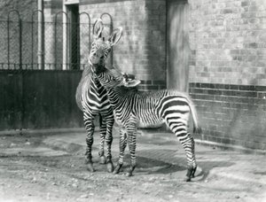 1929年、ロンドン動物園のマウンテンゼブラとその子馬（モノクロ写真 作： Frederick William Bond