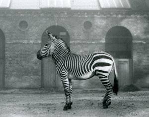 1927年にロンドン動物園のキリンハウスの高いドアの前にあるパドックに立っているマウンテンゼブラ 作： Frederick William Bond