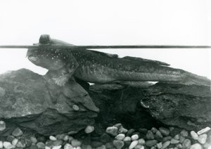 沈んだ岩の上で、目を水面に出して休んでいるムツゴロウ（ロンドン動物園 作： Frederick William Bond