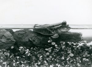 沈んだ岩の上で、目を水面に出して休んでいるムツゴロウ（ロンドン動物園 作： Frederick William Bond