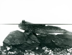 沈んだ岩の上で、目を水面に出して休んでいるムツゴロウ（ロンドン動物園 作： Frederick William Bond