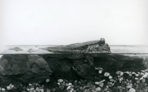 沈んだ岩の上で、上半身を水面に出して休むムツゴロウ（ロンドン動物園 作： Frederick William Bond