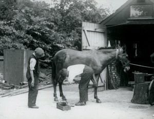 1924年にロンドン動物園で飼われているラバ 作： Frederick William Bond