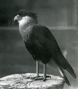 1930年以前のロンドン動物園のノーザンクレステッドカラカラ