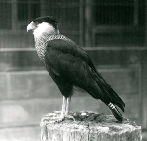 1925年9月、ロンドン動物園の丸太の上に立っているノーザンクレステッドカラカラ