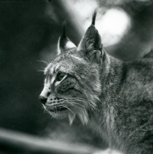 1925年7月、ロンドン動物園の北リンクス 作： Frederick William Bond