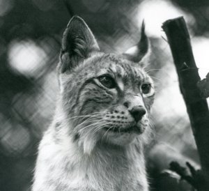 1925年7月、ロンドン動物園の北リンクス 作： Frederick William Bond
