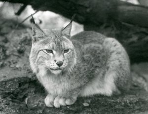 岩の上に座っている北リンクス、ロンドン動物園、1925年10月 作： Frederick William Bond