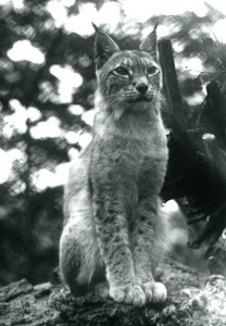 1925年7月、ロンドン動物園に座っている北リンクス 作： Frederick William Bond