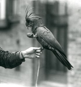 1927年9月、もう1つのnLondon動物園で、片方の足でキーパーの指をつかみ、卵形のおやつを持っているPalmGoliathGreat Black Cockatoo。 作： Frederick William Bond