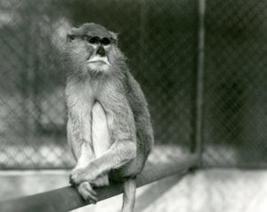 1928年、ロンドン動物園で枝に座るパタス/ワディ/ヒューザー・モンキー（モノクロ写真