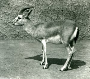 1925年6月にロンドン動物園で行われたペルシャガゼル 作： Frederick William Bond