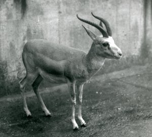 1927年8月、ロンドン動物園でのペルシャ、イタチ、または黒尾ガゼル 作： Frederick William Bond