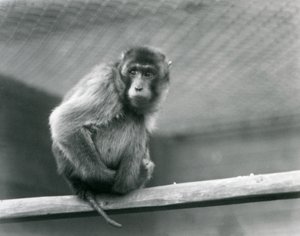 ロンドン動物園の囲いの中で止まり木に座るピッグテール・マカク（モノクロ写真 作： Frederick William Bond
