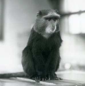 ベンチに座るプルートモンキー（ブルーモンキー）（ロンドン動物園