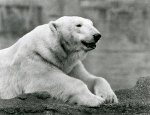 1931年、ロンドン動物園の岩場で休むホッキョクグマ（モノクロ写真 作： Frederick William Bond