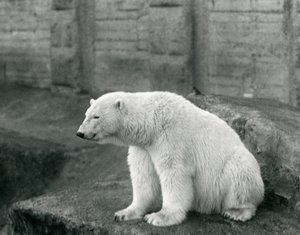 1927年9月にロンドン動物園の岩だらけの棚に座っているシロクマ 作： Frederick William Bond