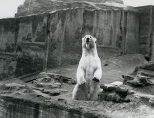 1928年9月、ロンドン動物園のマッピン段丘の麓にある囲いの中で腰を上げるホッキョクグマ（モノクロ写真）。 作： Frederick William Bond