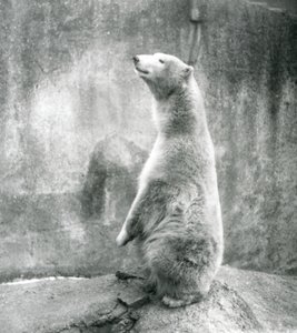 1929年、ロンドン動物園で正座するホッキョクグマ（モノクロ写真 作： Frederick William Bond