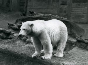 1928年9月、ロンドン動物園のマッピン段丘の麓にある囲いの端に立つホッキョクグマ（モノクロ写真）。 作： Frederick William Bond