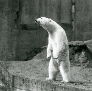 ロンドン動物園のマッピンテラスにある囲いの端で、後ろ足で背筋を伸ばしているホッキョクグマ