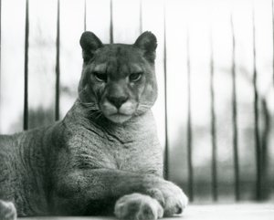 1931年、ロンドン動物園で休息するピューマ／クーガー／マウンテンライオン／カタマウント（モノクロ写真 作： Frederick William Bond