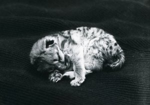 ロンドン動物園のプーマの子 作： Frederick William Bond