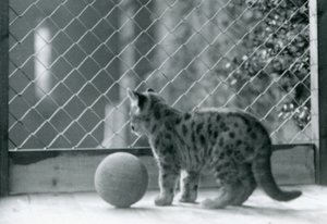 球形のプーマの子猫、囲いの外を眺める、ロンドン動物園、1923 作： Frederick William Bond