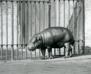 1927年のロンドン動物園でのピグミーカバ 作： Frederick William Bond