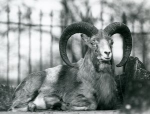 1925年にロンドン動物園に座っている雄羊 作： Frederick William Bond