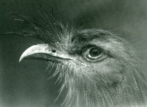 1924年にロンドン動物園でアカアシノガンモドキ 作： Frederick William Bond