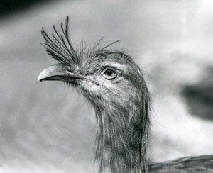 1929年にロンドン動物園で撮影された赤足のセリーマ（モノクロ写真 作： Frederick William Bond