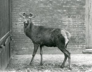 鹿の角が生えてきたアカシカの雄鹿（ロンドン動物園、1928年8月）（モノクロ写真 作： Frederick William Bond
