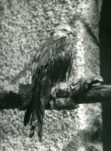1924年にロンドン動物園の枝に止まった赤い凧