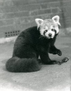 1917年にロンドン動物園に座っているレッサーパンダ。 作： Frederick William Bond