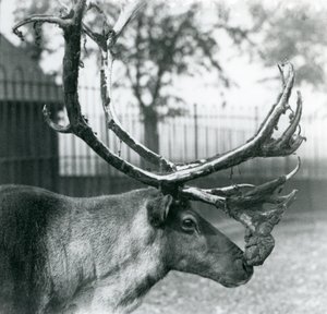 角からベルベットを脱ぐトナカイの雄鹿（ロンドン動物園 作： Frederick William Bond