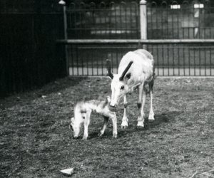 1914年3月、ロンドン動物園で子牛とトナカイ 作： Frederick William Bond