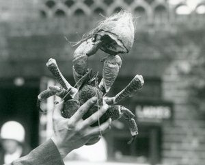 ココナッツの半分を保持している強盗ココナッツクラブ 作： Frederick William Bond