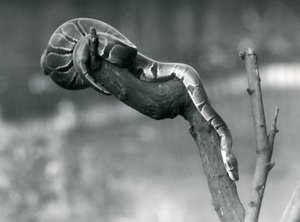 1925年10月にロンドン動物園の支部を下ったロイヤルボールパイソン 作： Frederick William Bond