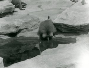 ロンドン動物園の「モンキーヒル」の岩の間にあるプールで水を飲むセイタカアワダチソウ 作： Frederick William Bond