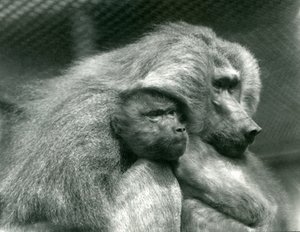1924年7月、ロンドン動物園で幼い子供を連れた聖なるヒヒ