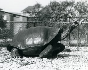 棒状のバナナで餌付けされるサドルバック、ガラパゴスゾウガメ（モノクロ写真 作： Frederick William Bond