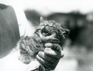 飼育員の手に抱かれたスコティッシュ・ワイルドキャットの子猫（ロンドン動物園 作： Frederick William Bond