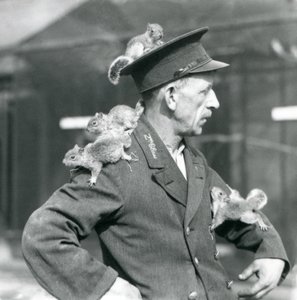 4匹の若い灰色リスが制服の帽子と上着に登っている二等飼育員（ロンドン動物園 作： Frederick William Bond
