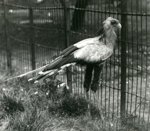 1923年9月、ロンドン動物園の秘書の鳥